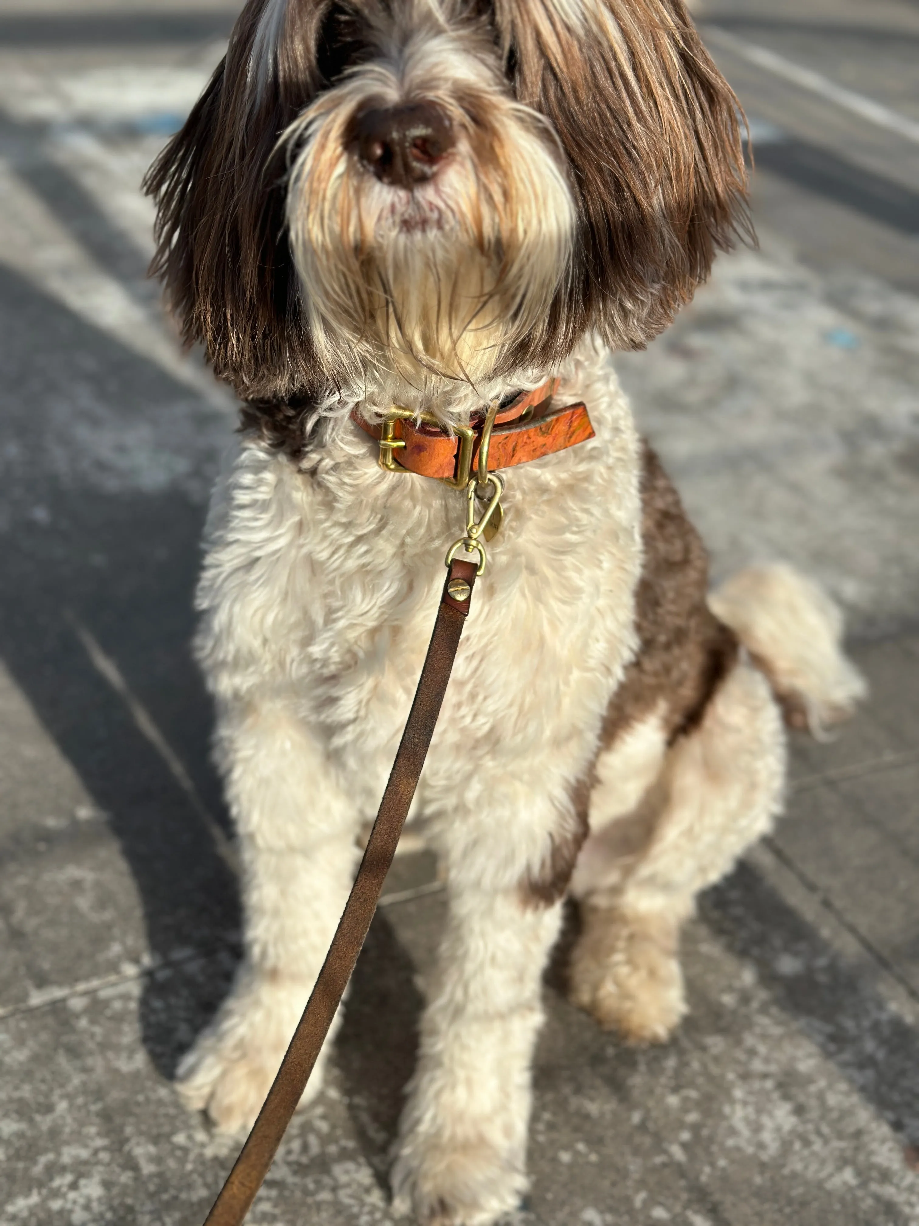 Medium Dog Collar • Marbled Leather