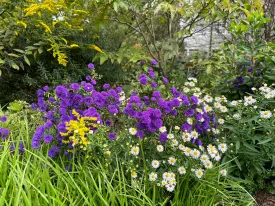 New York Aster - Symphyotrichum novae-belgii 'Blue Bayou'